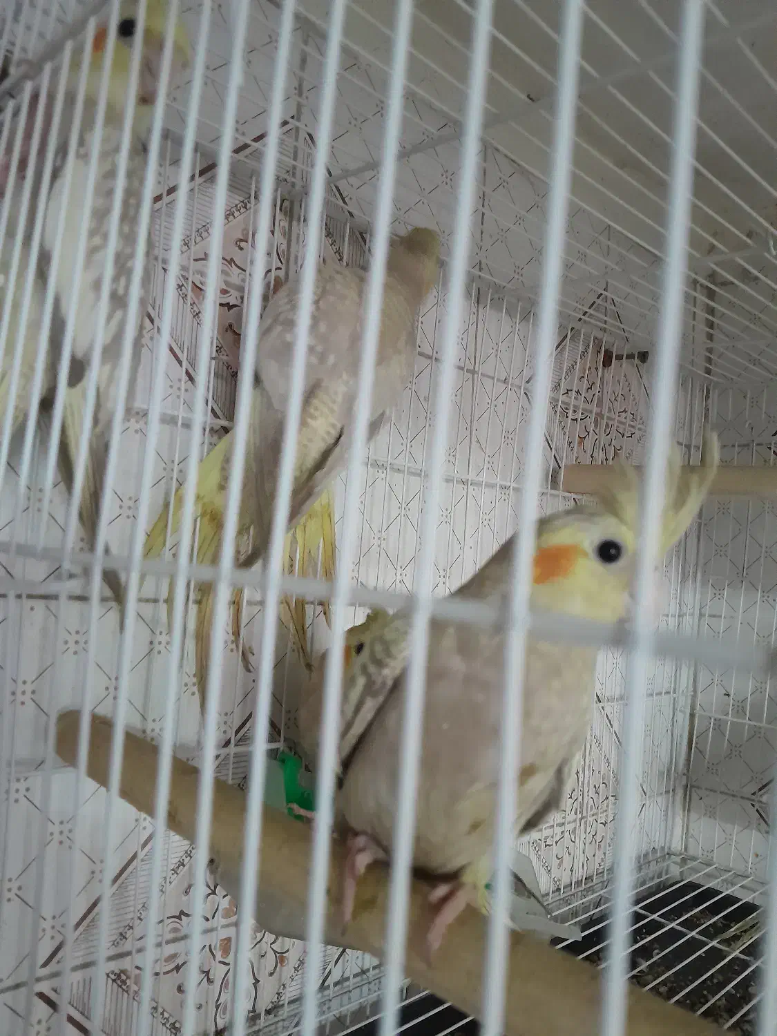 ۳ عدد طوطی عروس هلندی سالم وسرحال بدون مریضی|پرنده|بابل, |دیوار