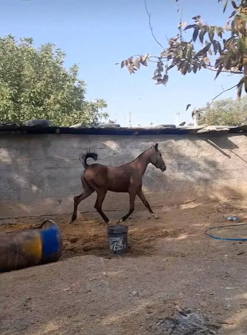 کره مادیون دره شور|اسب و تجهیزات اسب‌سواری|شیراز, باجگاه|دیوار