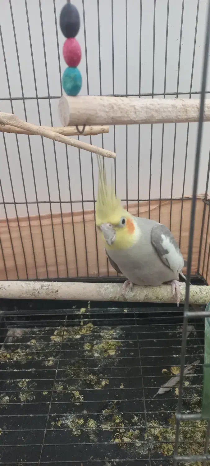 فروش پرنده|پرنده|گرمسار, |دیوار