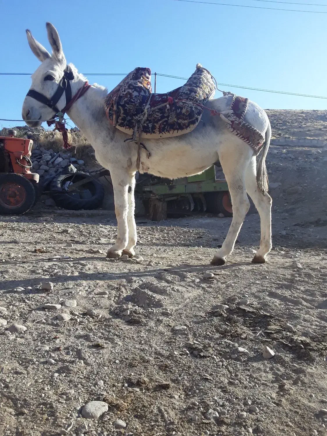 خر الاغ نر گوسفند ی|حیوانات مزرعه|تیکمه داش, |دیوار