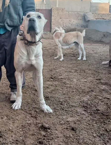 سگ خراسانی|سگ|نیشابور, مازول|دیوار