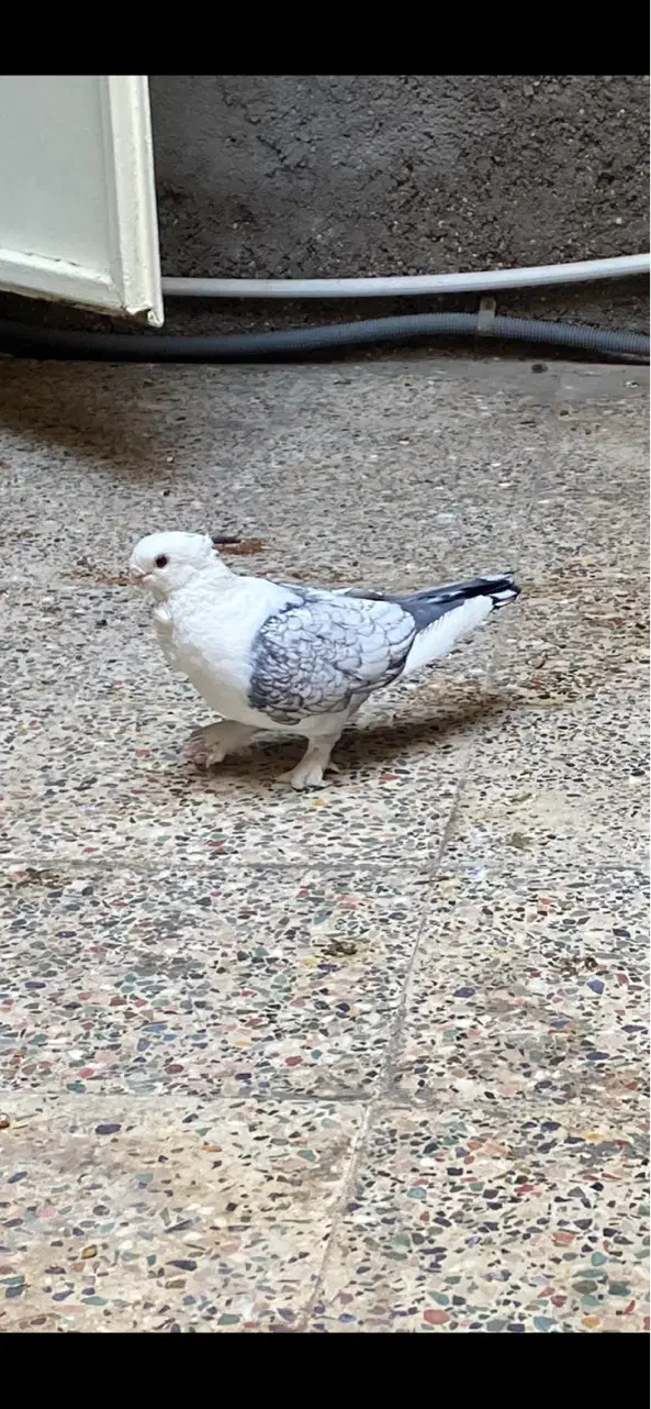 پرنده|پرنده|بهارستان, |دیوار