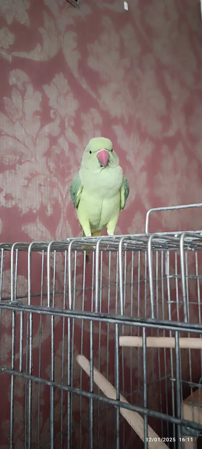 ملنگو ماده|پرنده|شیراز, لاله|دیوار