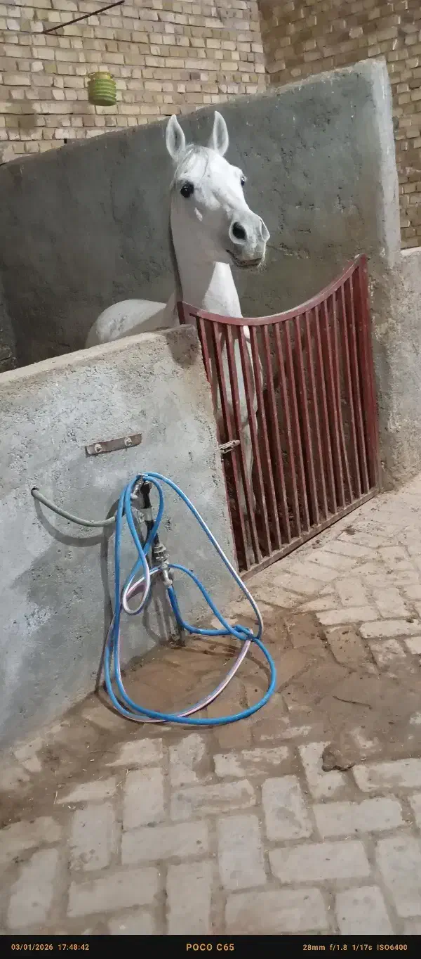 اسب|اسب و تجهیزات اسبسواری|اردکان, |دیوار