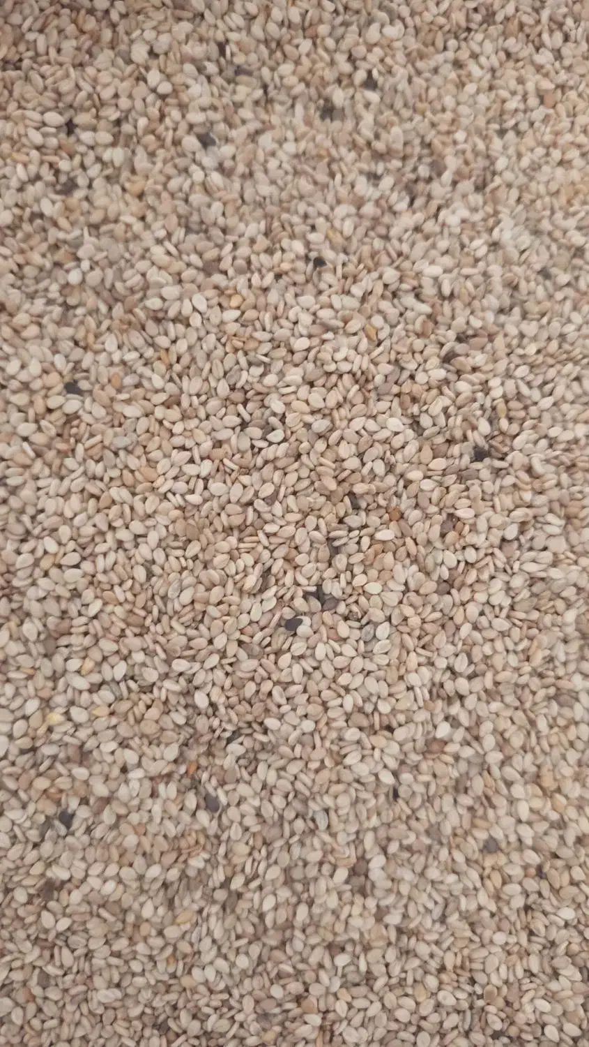 کنجد ارده گیری ،کنجد قنادی ،کنجد روغنگیری|عمده‌فروشی|اردکان, |دیوار