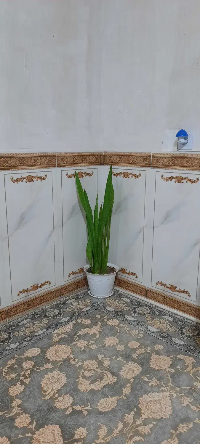 گل طبیعی سانسوریا پایه بلند و کوتاه|گل و گیاه طبیعی|روانسر, |دیوار