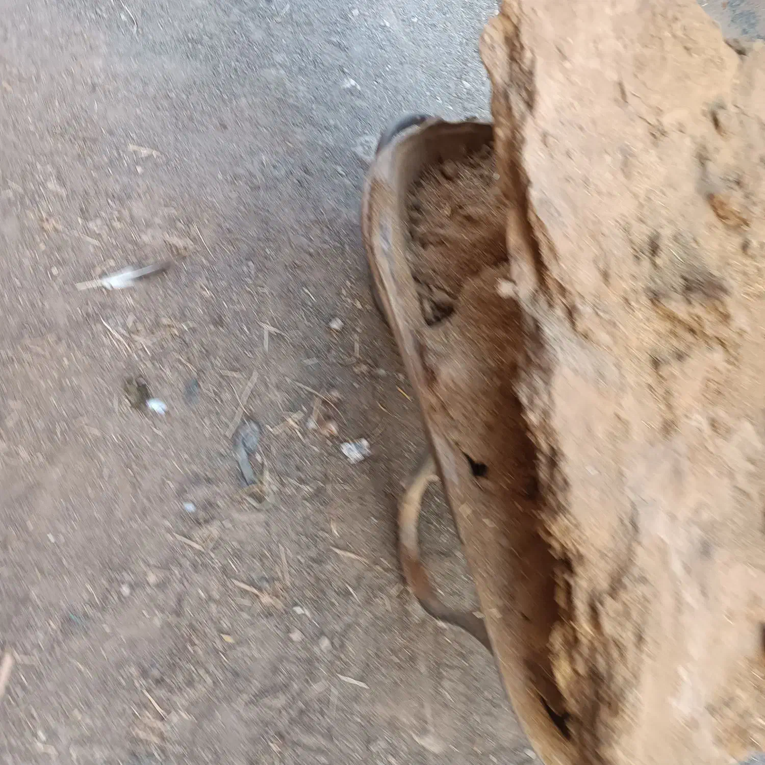 بار کود گوسفند|حیوانات مزرعه|سبزوار, قصبه شرقی|دیوار