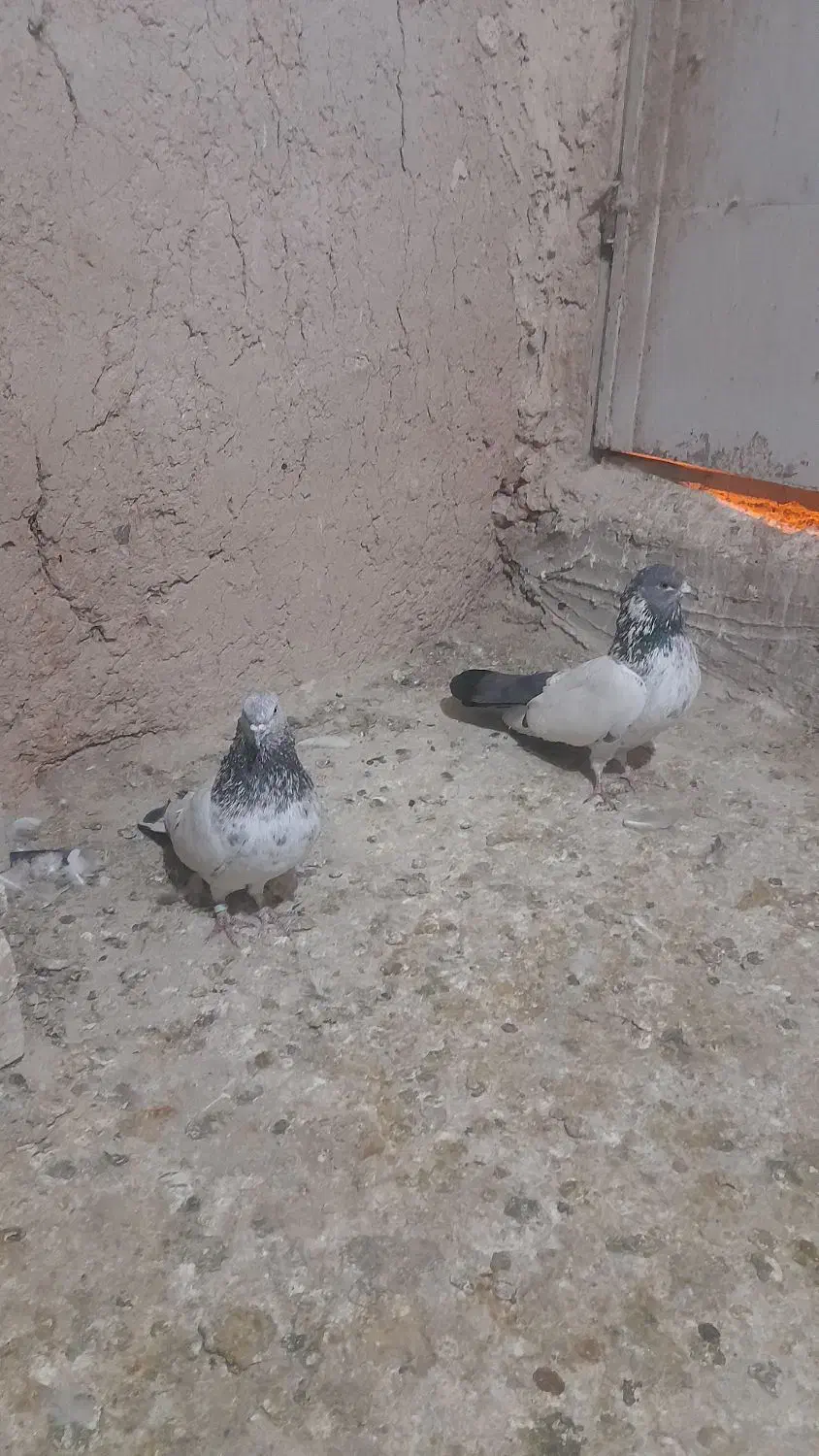 کفتر|پرنده|جوکار, |دیوار