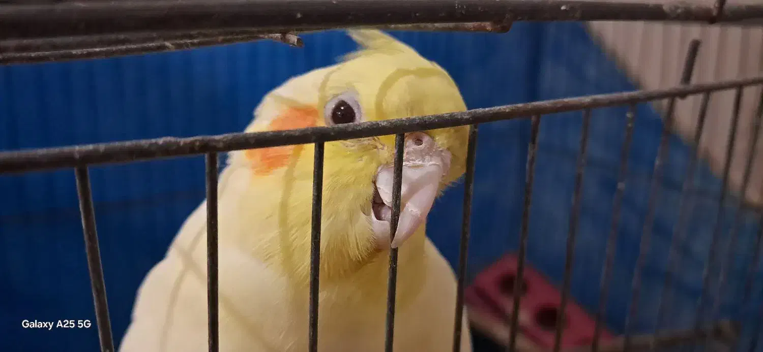 فروش عروس هلندی بعلت نداشتن جا با قیمت توافقی|پرنده|بندر ماهشهر, |دیوار