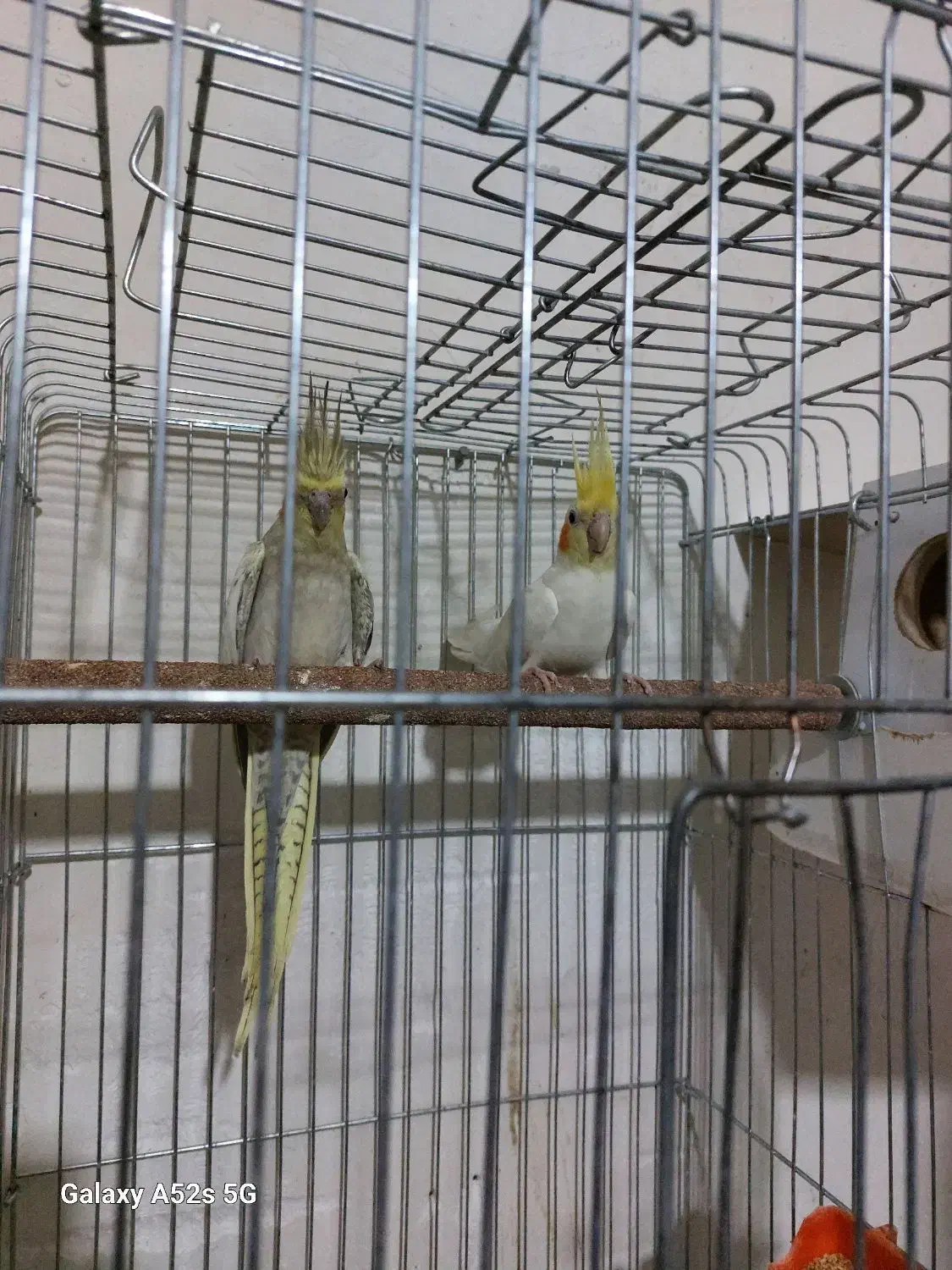 عروس هلندی جفتی همراه با قفس وجوجه|پرنده|الوند, |دیوار