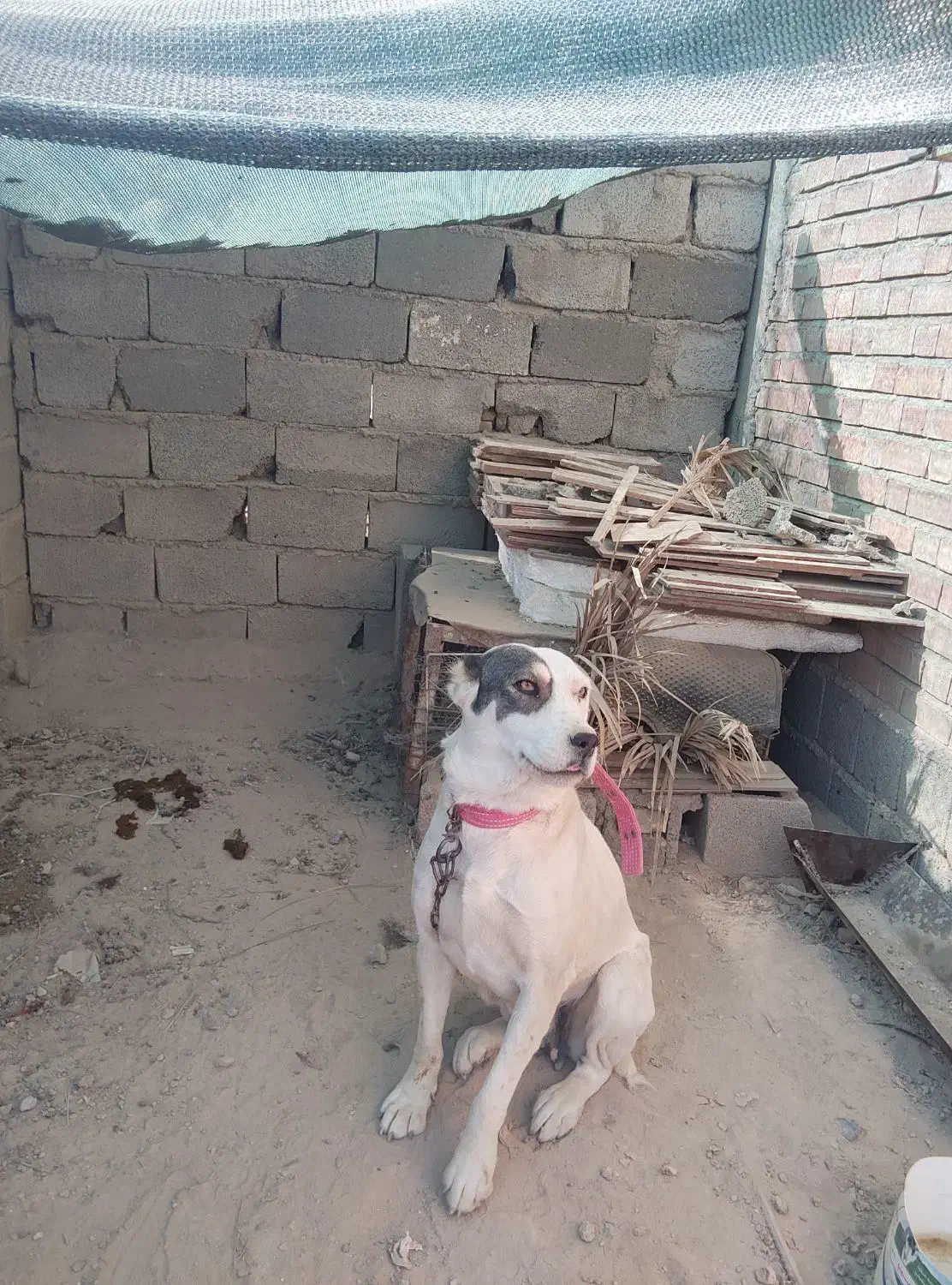 سگ الابای|سگ|جیرفت, |دیوار