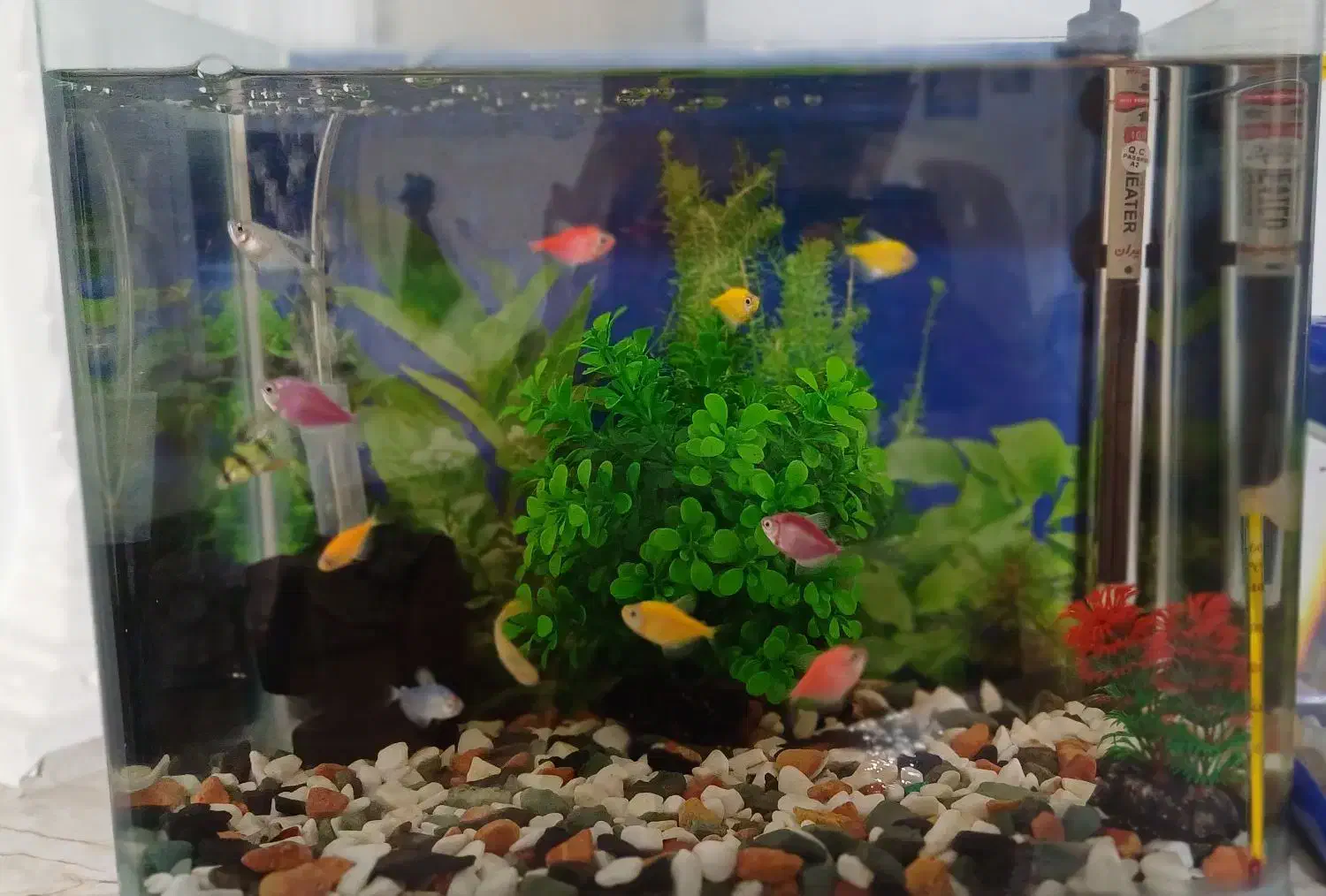 آکواریوم خم شرکتی|ماهی|الوند, |دیوار