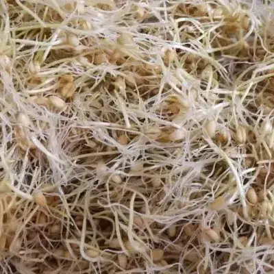 پودر جوانه گندم تازه|خوردنی و آشامیدنی|تهران, خلیج فارس|دیوار