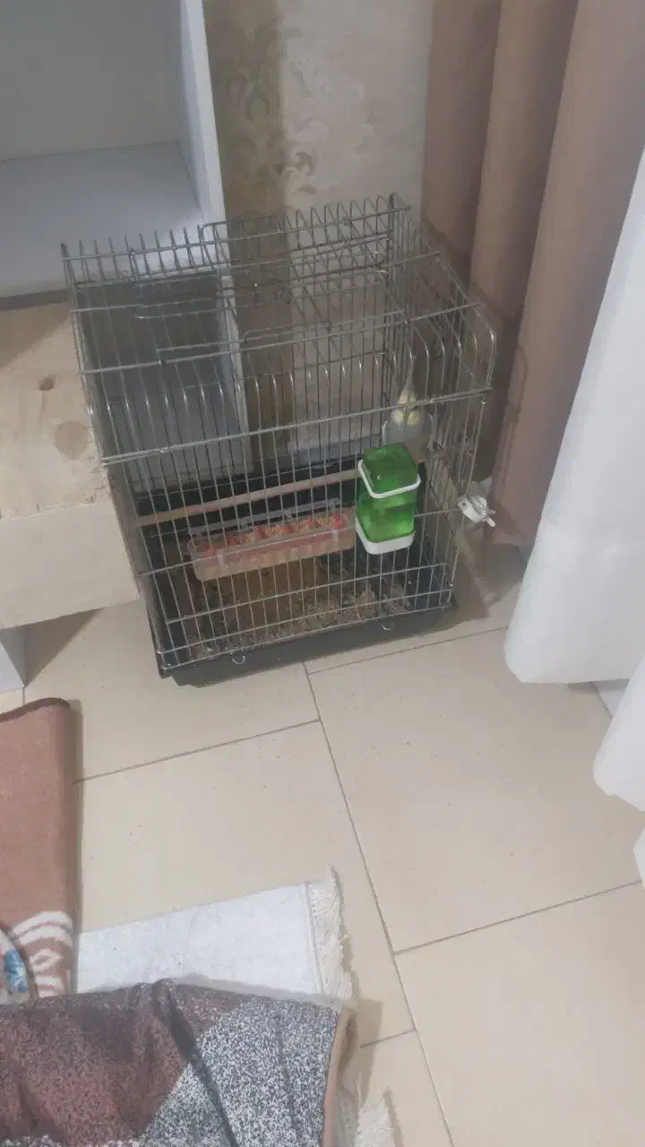 عروس هلندی نر|پرنده|فردیس, قریشی|دیوار