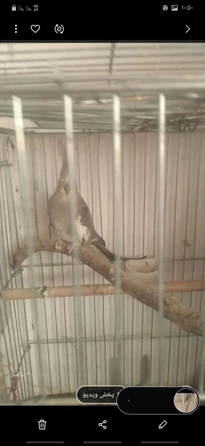 عروس روی جوجه و تعدادی قفس  ب قیمت|پرنده|قزوین, |دیوار