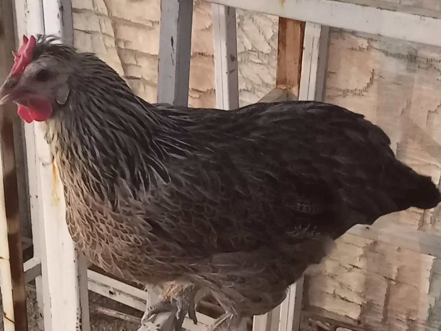 مرغ محلی|حیوانات مزرعه|فیروزآباد (فارس), |دیوار