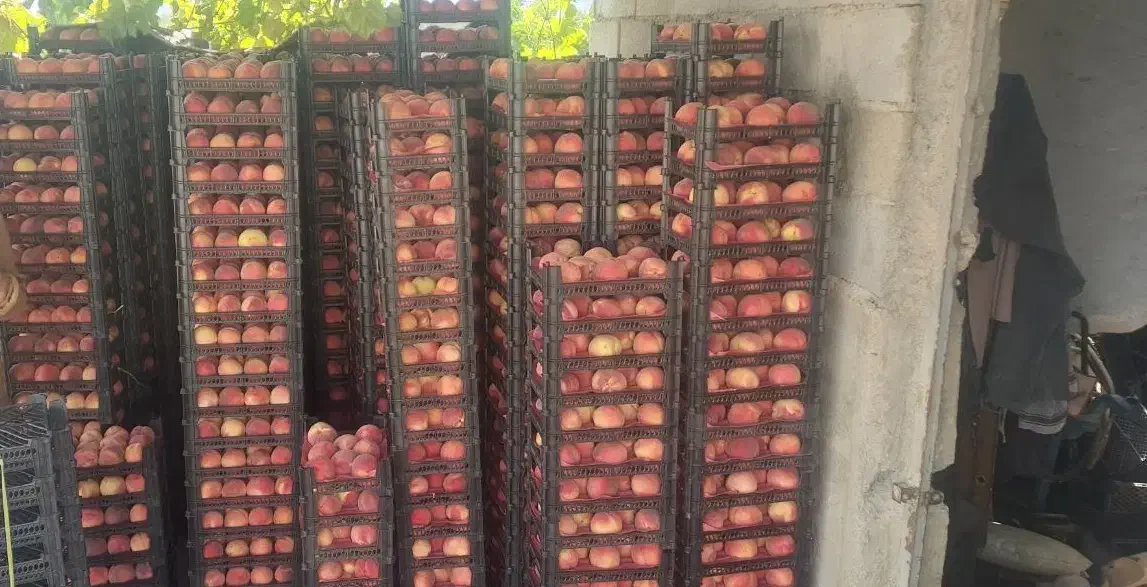 باغ طرح عمان ۳۵۰۰ متر خوش جا|فروش دفتر صنعتی، کشاورزی، تجاری|سامان, |دیوار