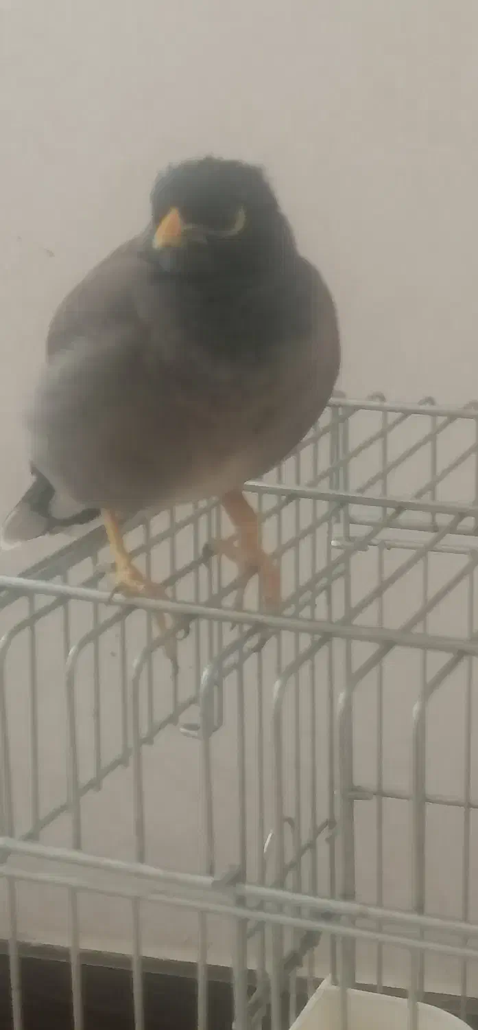 مرغ مینا|پرنده|کازرون, |دیوار