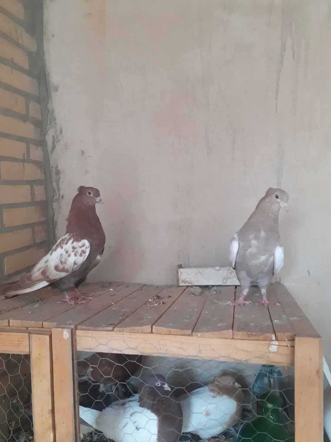 کبوتر سالم و جوان فروشی|پرنده|مبارکه, |دیوار