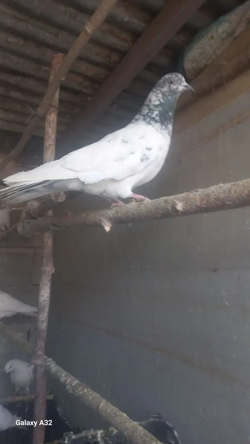 کبوترپرشی|پرنده|وحیدیه, |دیوار