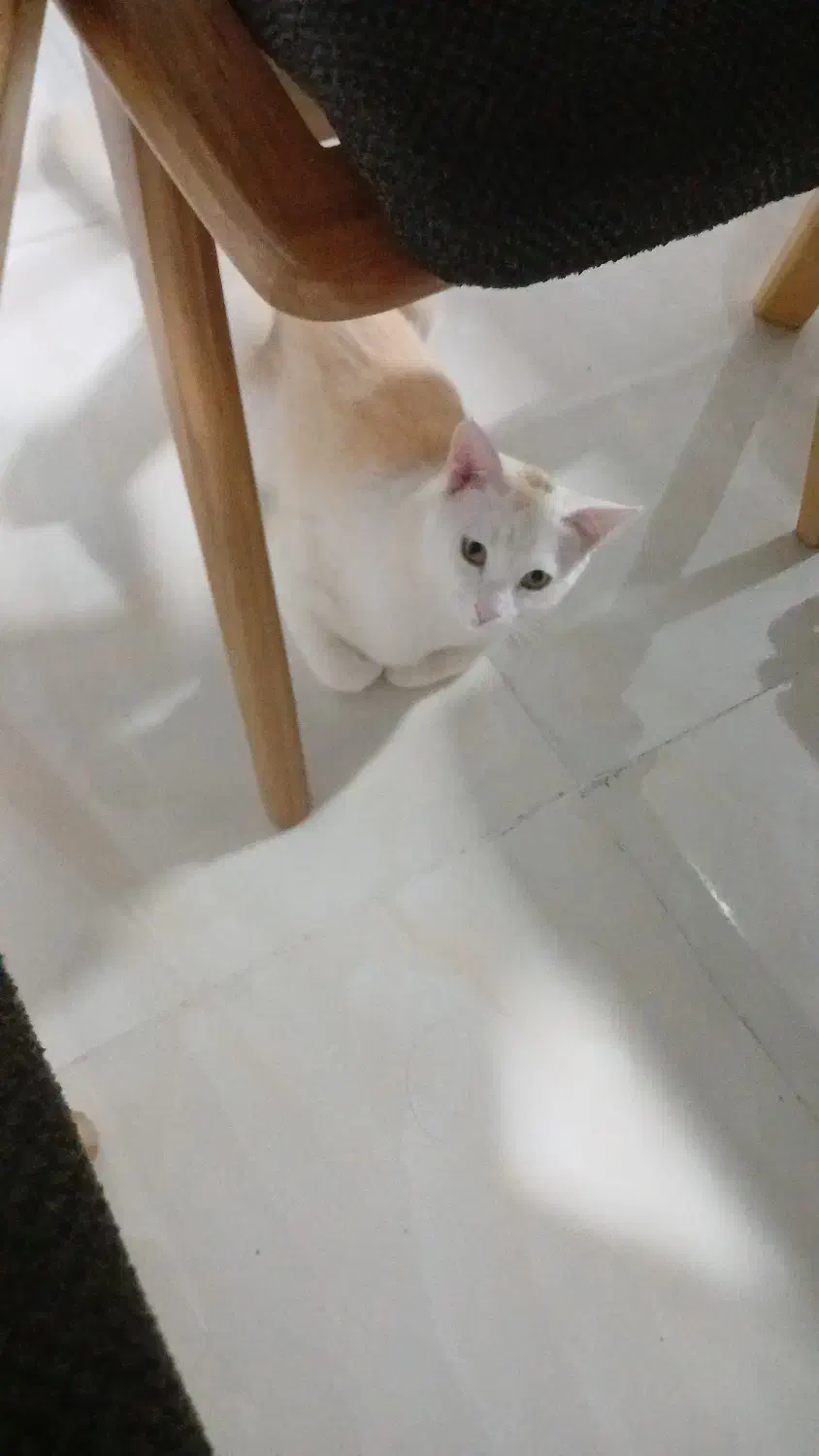 واگذاری گربه|گربه|شاهینشهر, خانه کارگر|دیوار