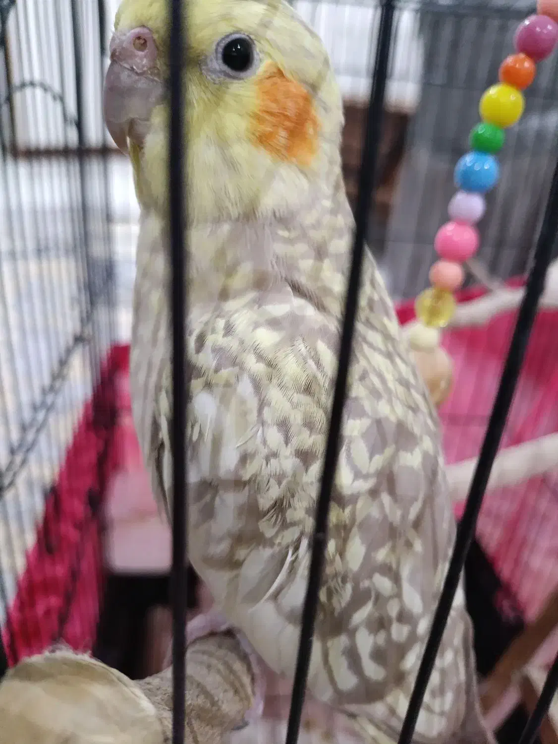 عروس هلندی ماده|پرنده|تهران, تولید دارو|دیوار