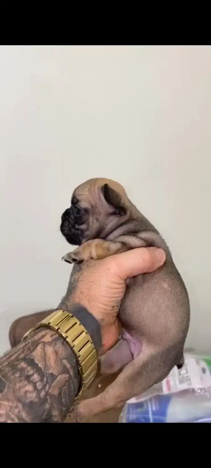 فرنچ بولداگ|سگ|شاهینشهر, مخابرات (شهید بهشتی)|دیوار