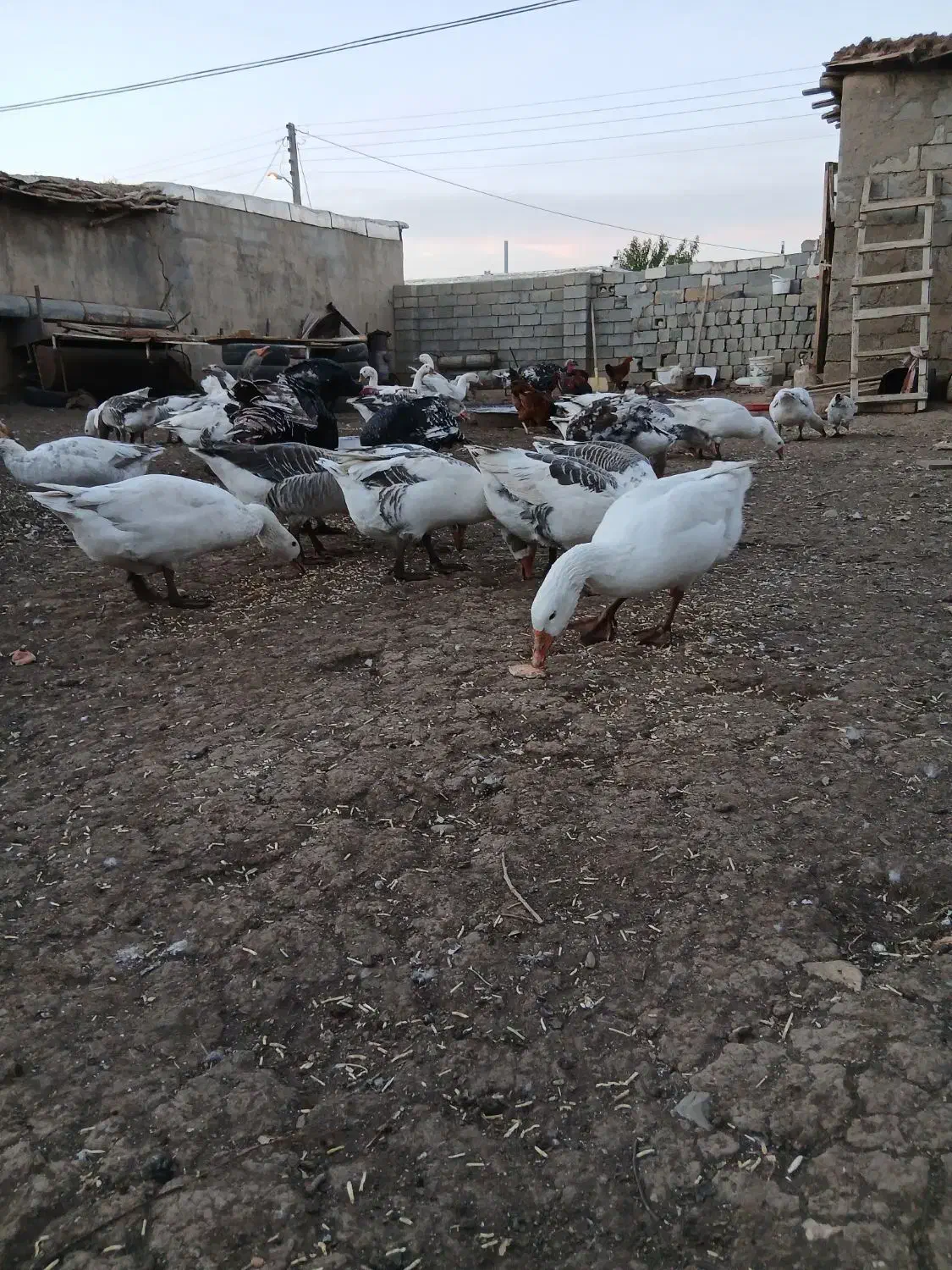 فروش تعدادی غازمحلی|حیوانات مزرعه|پیرانشهر, |دیوار