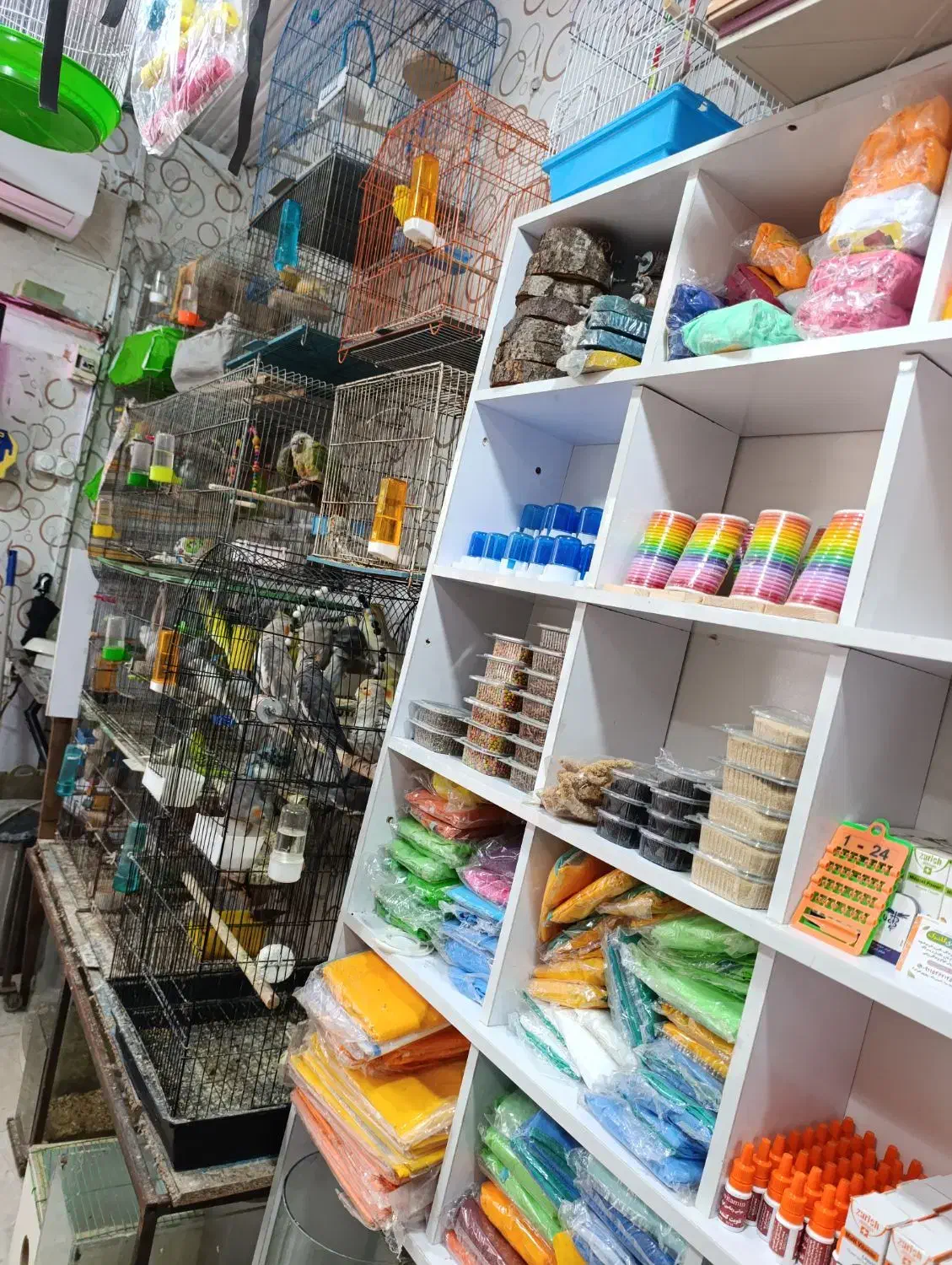 انواع پرنده و وسایل پرنده|پرنده|صومعه‌سرا, |دیوار