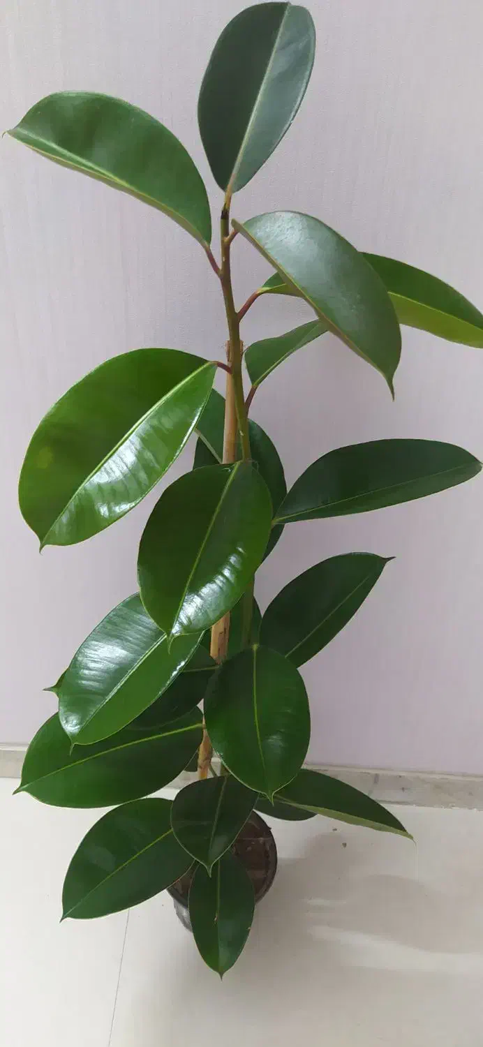 گل‌های آپارتمانی قیمت مناسب|گل و گیاه طبیعی|اصفهان, سرچشمه|دیوار