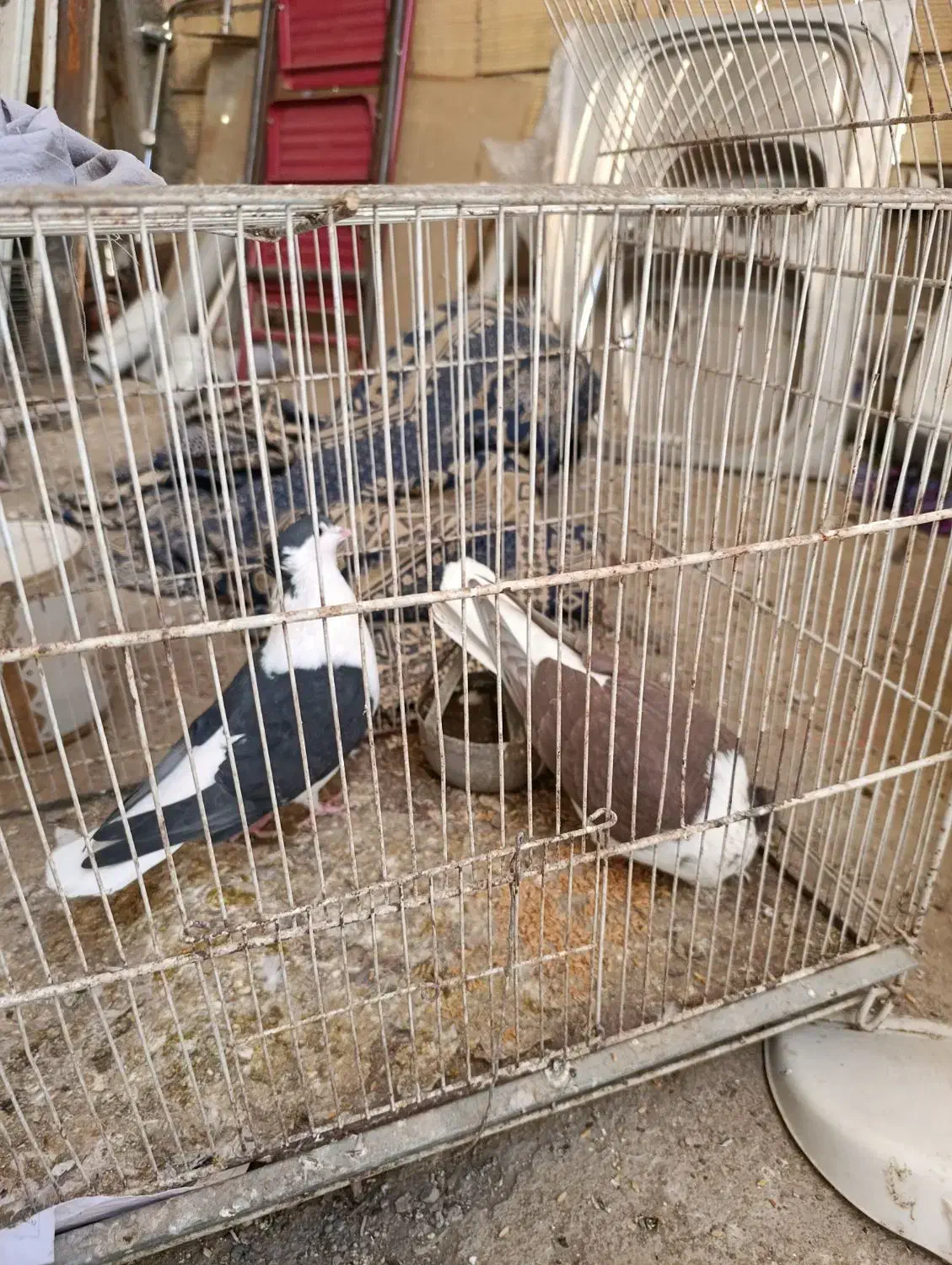 ساده افغانی کاکلی عتیقه|پرنده|مشهد, امیرآباد|دیوار