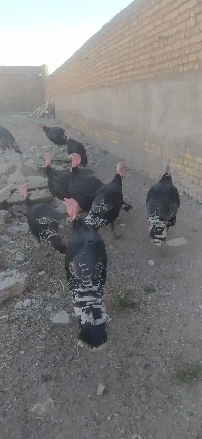 بوقلمون نر بوقلمون|حیوانات مزرعه|رضویه, |دیوار