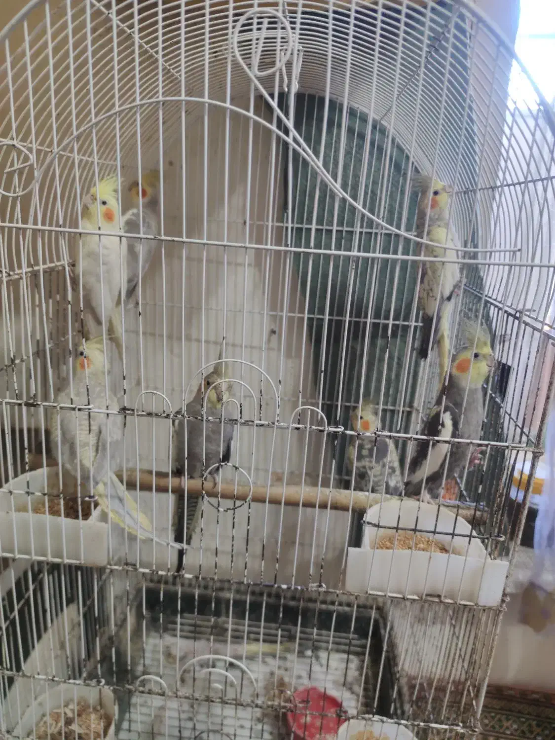 فروش پرنده|پرنده|لشت نشا, |دیوار