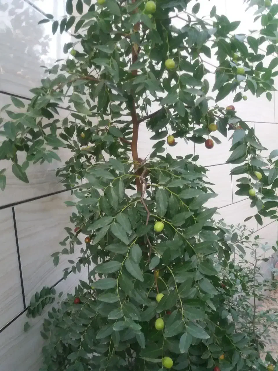 نهال عناب|گل و گیاه طبیعی|خسروشاه, |دیوار