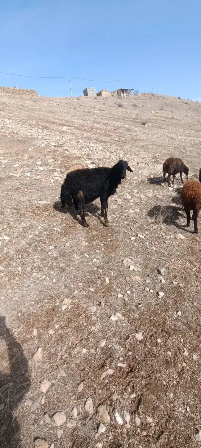 قوچ قره قزل|حیوانات مزرعه|ماهنشان, |دیوار