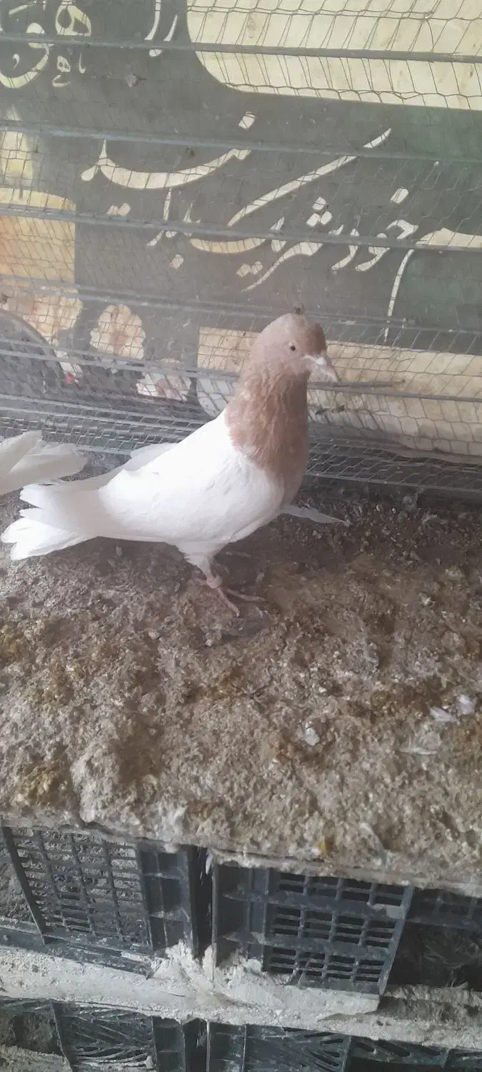 ۳ تا باشی قرمز|پرنده|پارسآباد, |دیوار