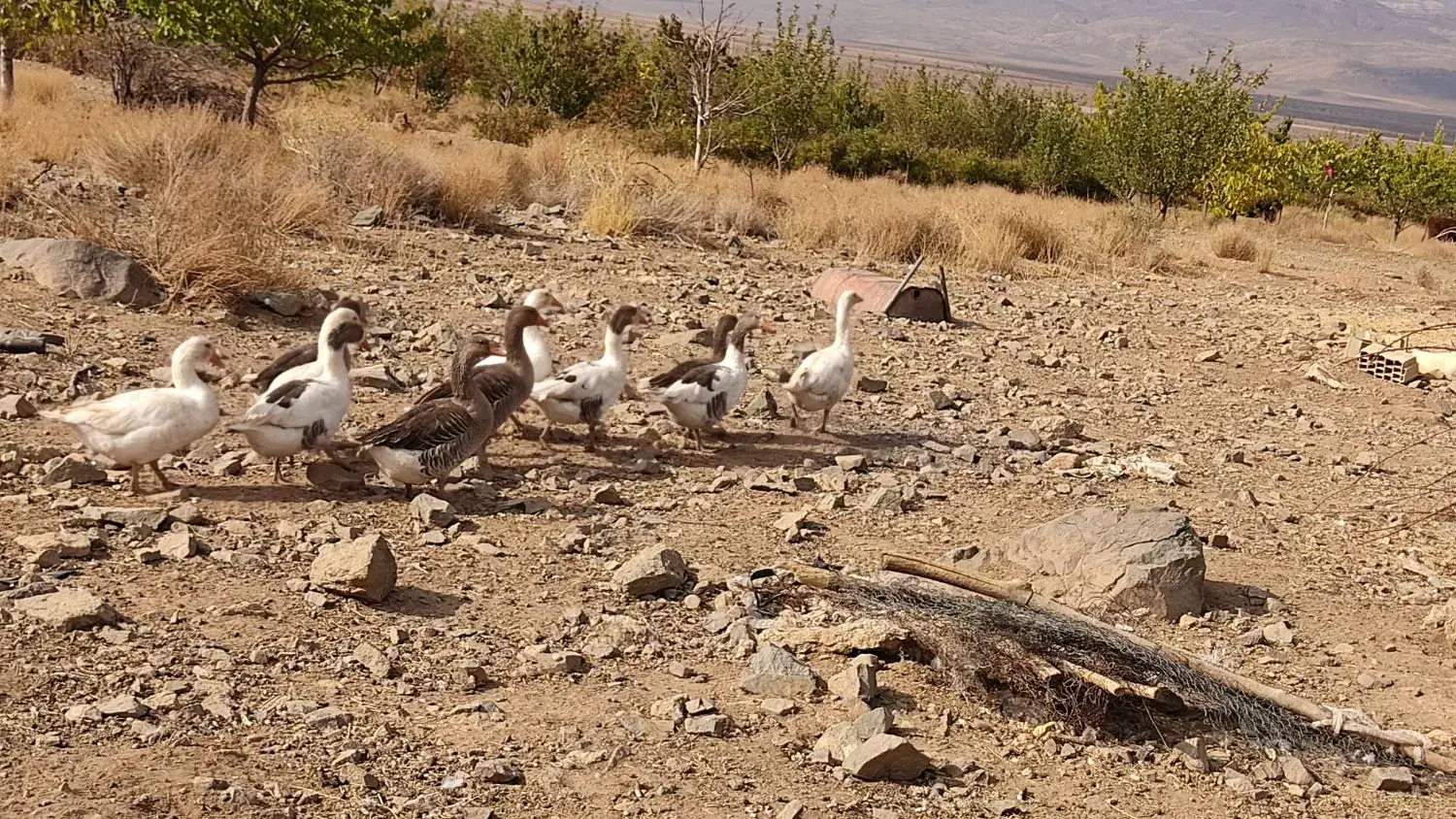 غاز نگهبان|حیوانات مزرعه|جیرفت, |دیوار