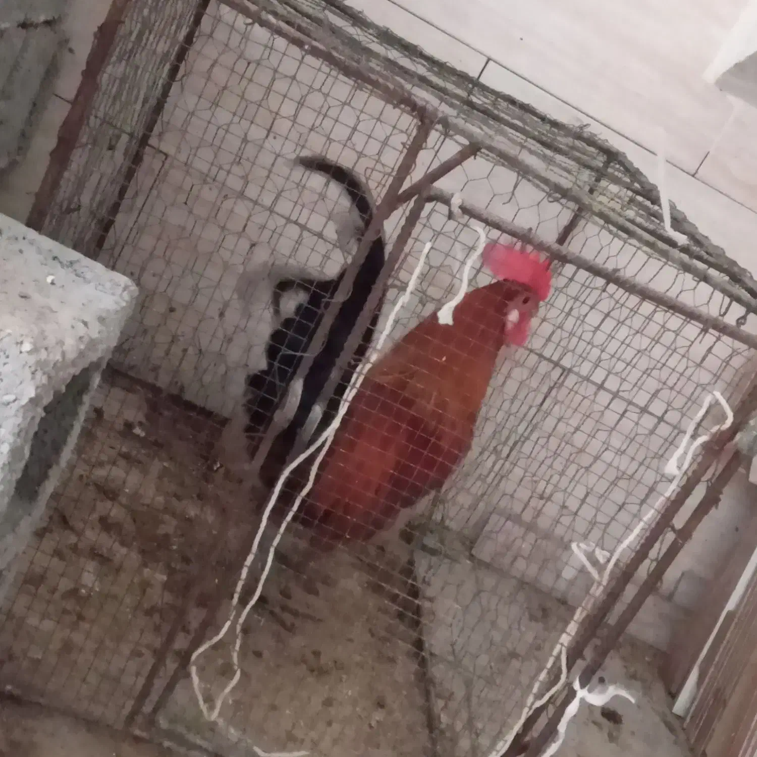 خروس محلی وجوان هیکلی|حیوانات مزرعه|برازجان, |دیوار