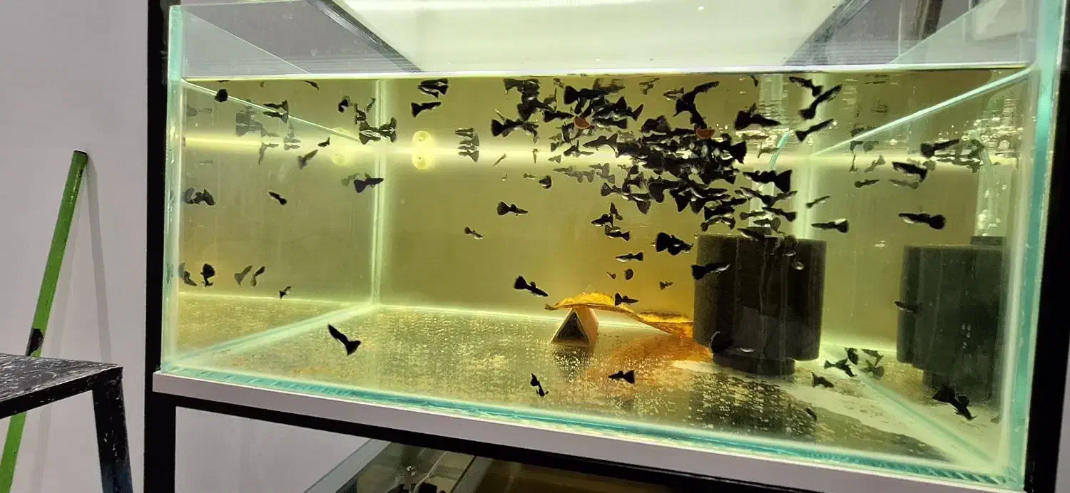 ماهی گوپی فول بلک|ماهی|بروجرد, |دیوار