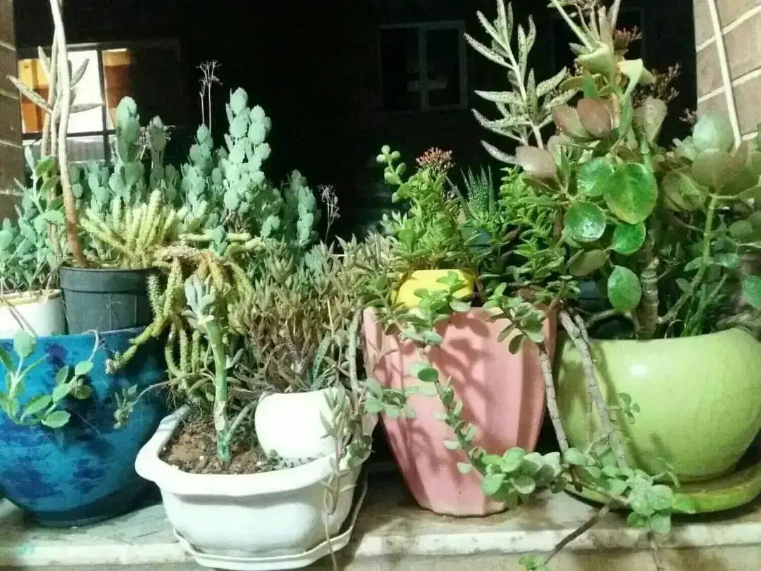 دیجیتال گل طبیعی پامپاس اگلونما بنجامین پتوس بامبو|گل و گیاه طبیعی|شیراز, دکتر حسابی|دیوار