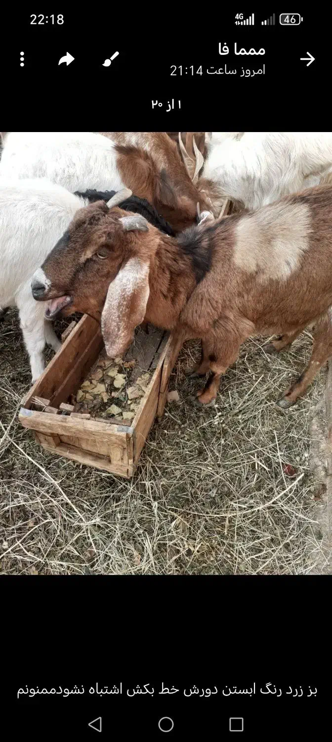 بز اوس|حیوانات مزرعه|یزدان شهر, |دیوار