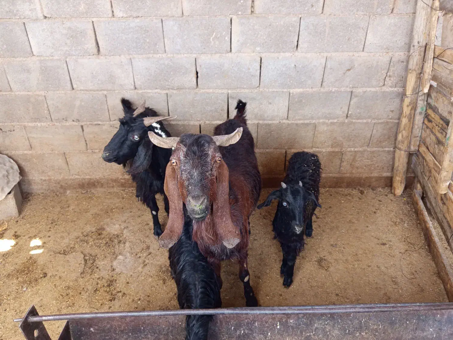 بز کهره دار|حیوانات مزرعه|فسا, |دیوار