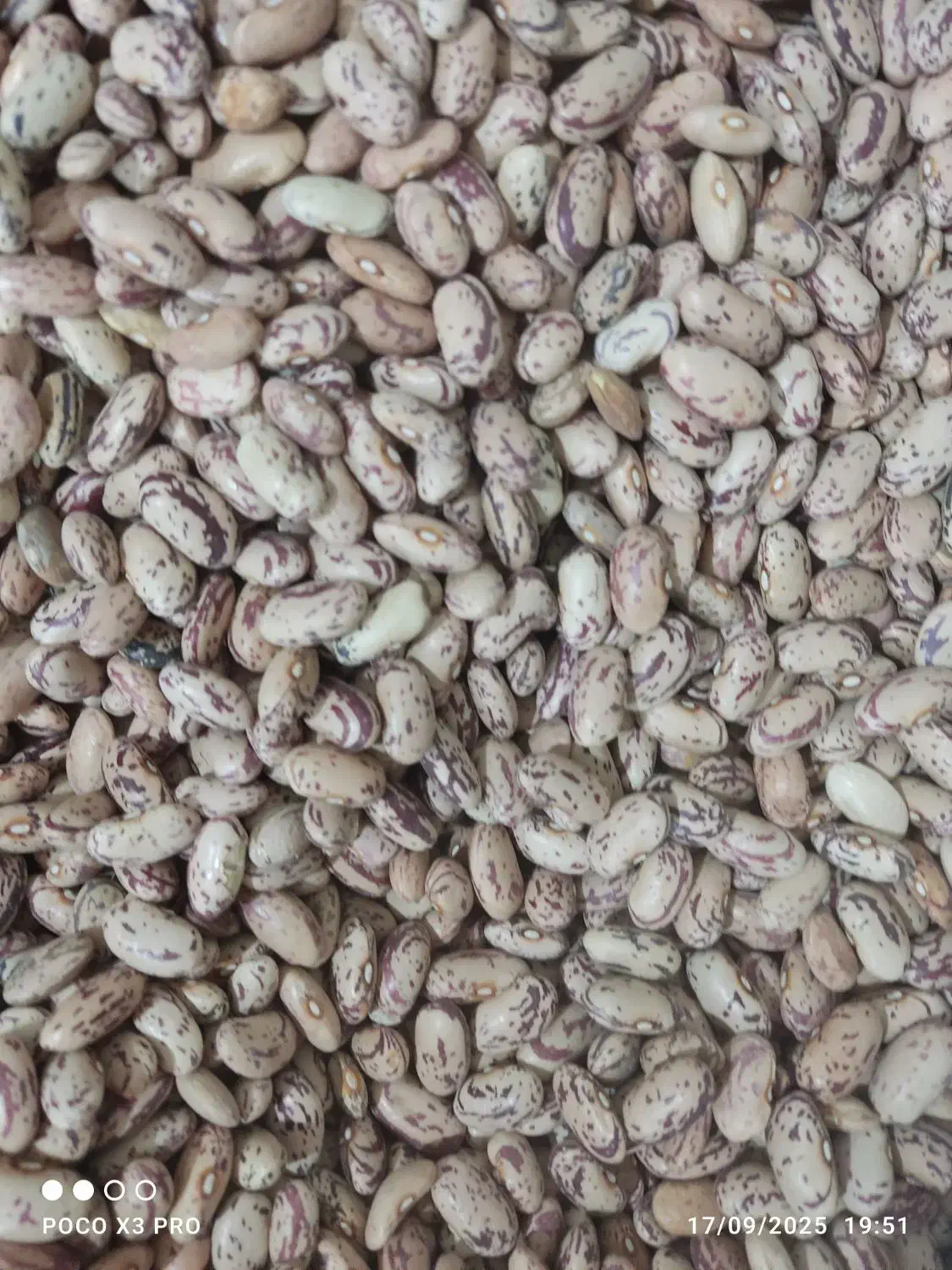 انواع لوبیا و لپه تمیز و بسته بندی شده|خوردنی و آشامیدنی|گلبهار, شهر جدید گلبهار|دیوار