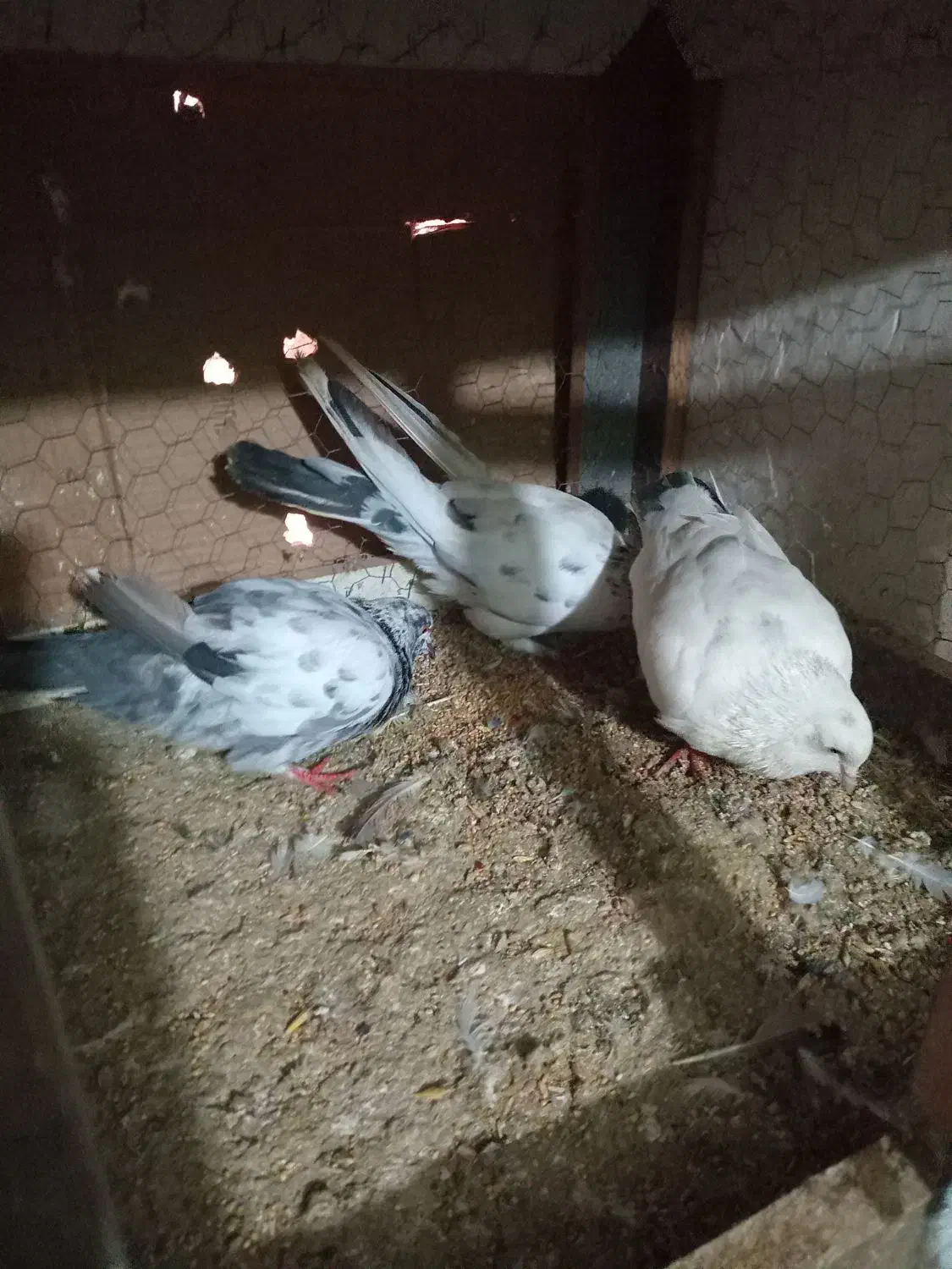 کبوتر|پرنده|آمل, |دیوار