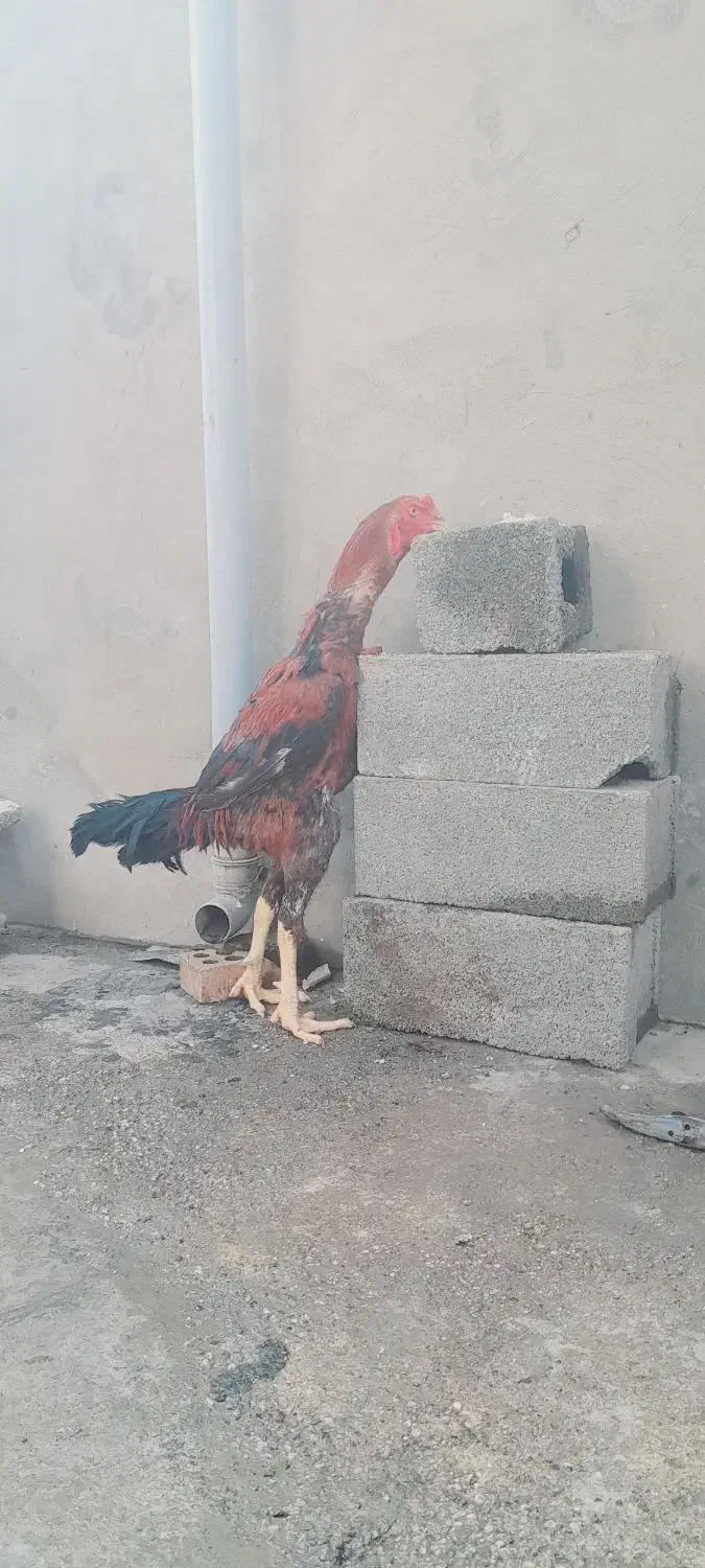 خروس لاری افغان|حیوانات مزرعه|تاتار علیا, |دیوار