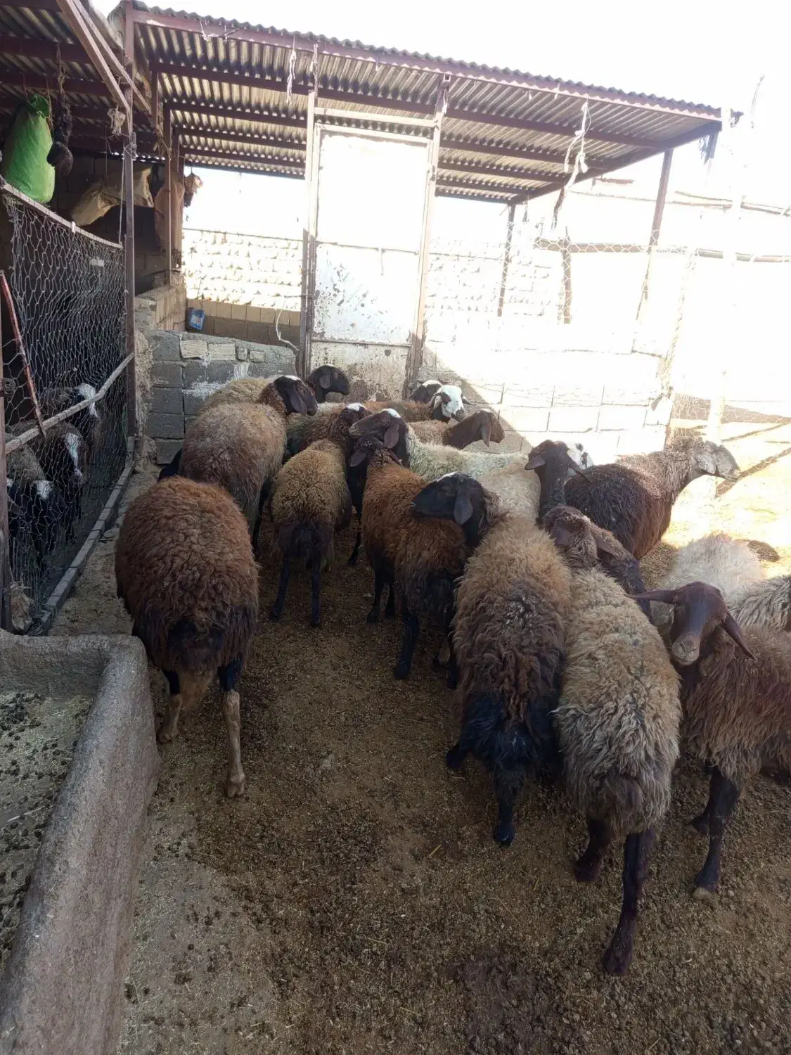 میش آبستن میش بره|حیوانات مزرعه|کوهدشت, |دیوار