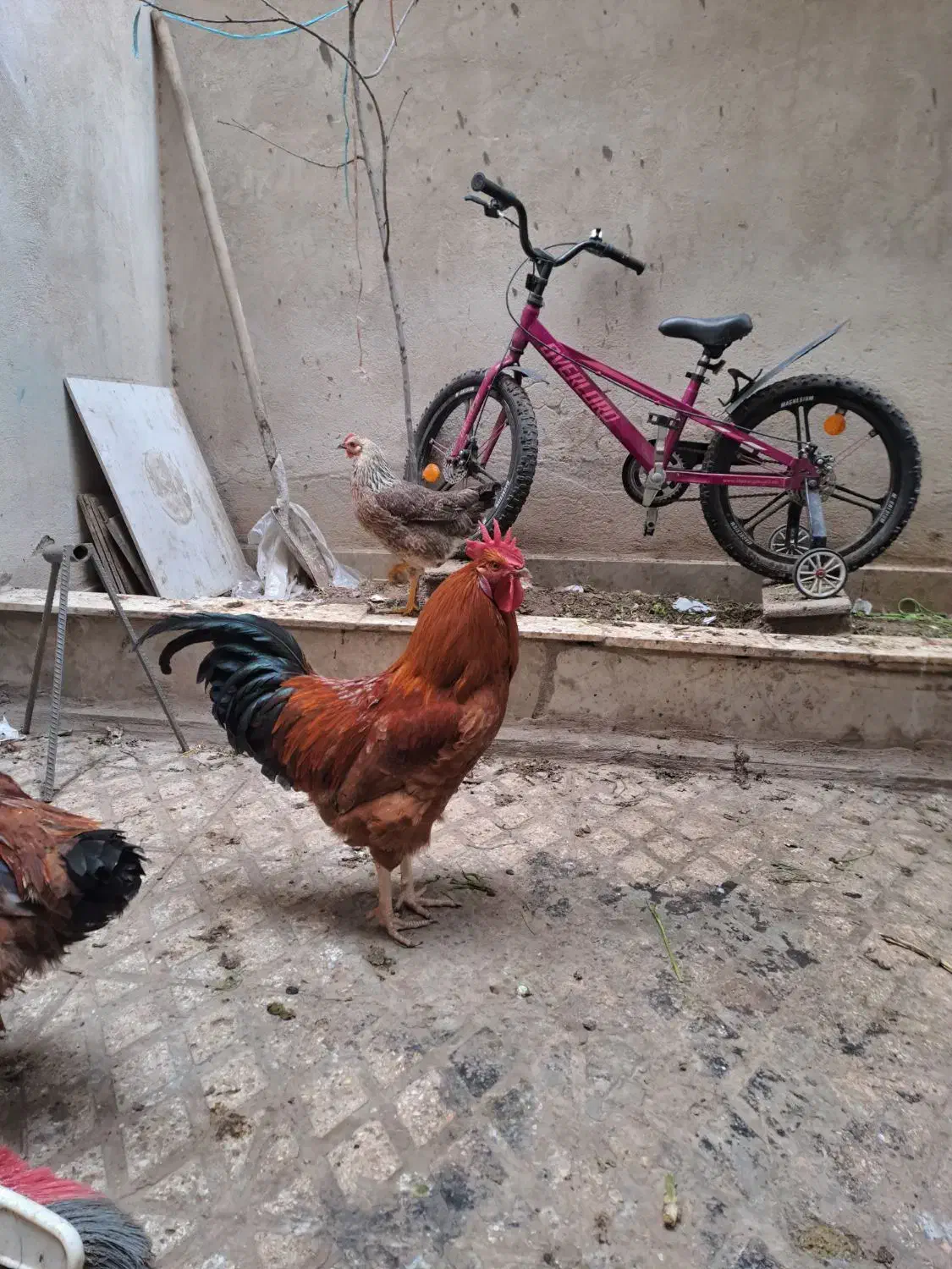 خروس|حیوانات مزرعه|تهران, صفا|دیوار