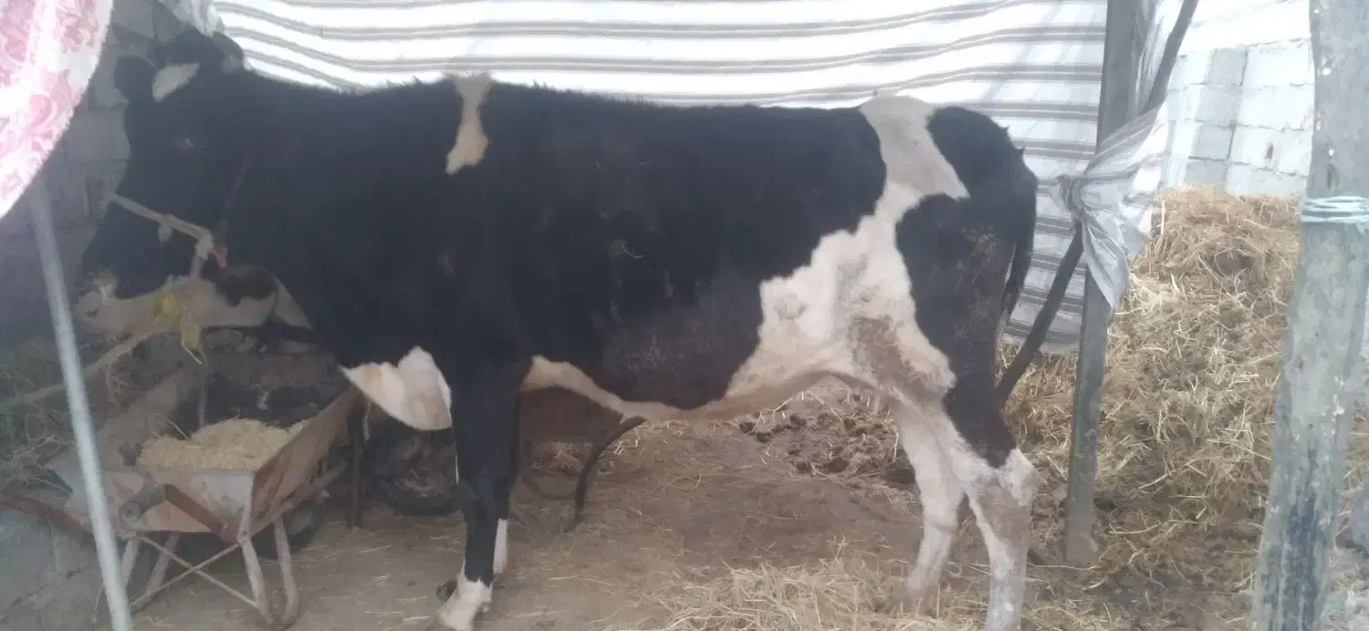 فروش فوقولاده|حیوانات مزرعه|تالش, طولارود|دیوار