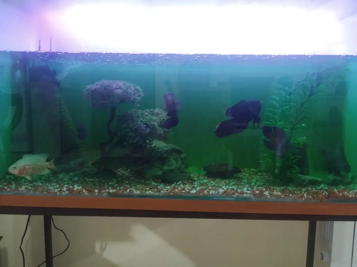 اکواریوم|ماهی|بندر انزلی, کلیور|دیوار