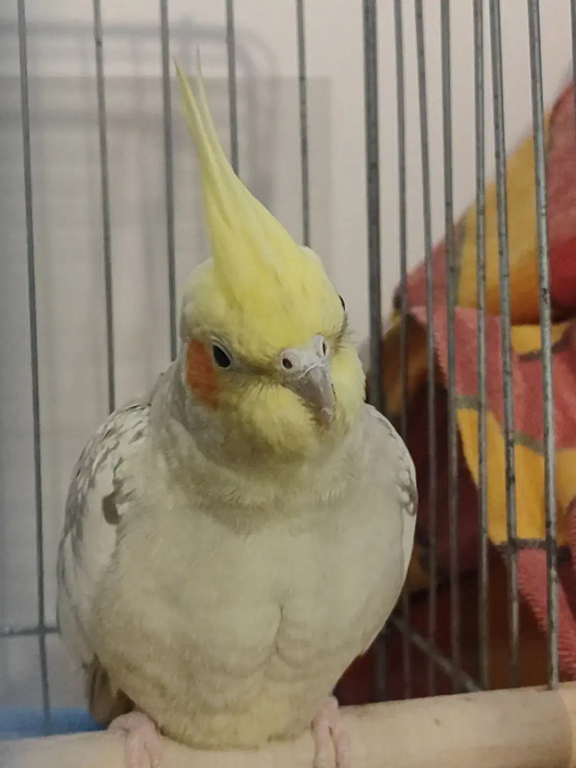 عروس هلندی فروش فوری|پرنده|زرقان, |دیوار